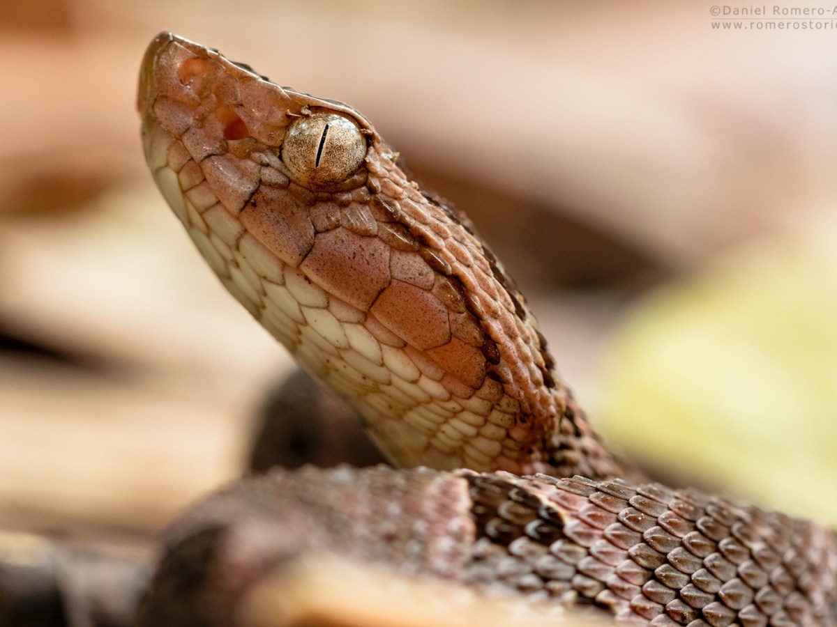 Las enfermedades tropicales desatendidas, un desafío para la salud global y la investigación científica