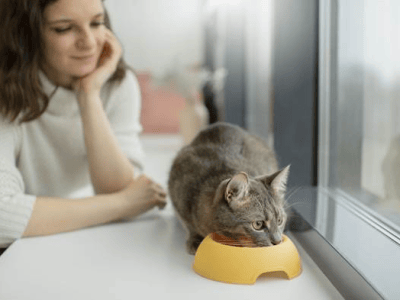 De gatito a senior: los nutrientes que tu gato necesita en cada etapa de su vida